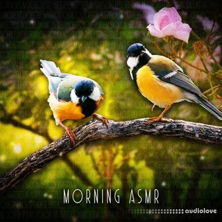 音效区 早晨鸟鸣声 ASMR [FLAC]-乐声音频-资源网