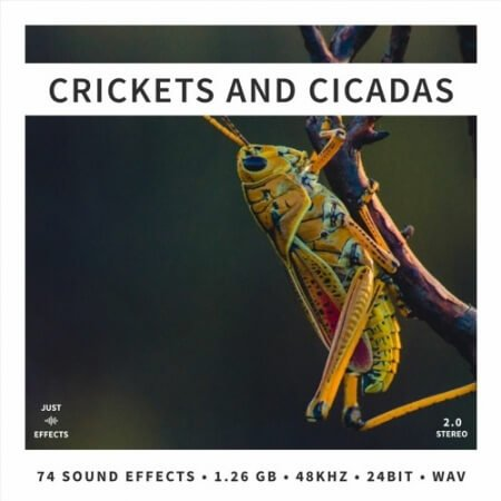 Just Sound Effects Crickets and Cicadas WAV-乐声音频-资源网