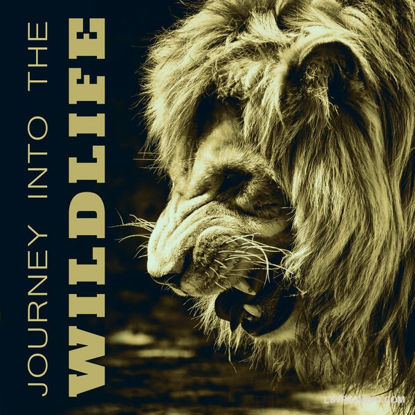 自然之声：走进野生动物，各种自然音效合集Nature Sounds Journey Into the Wildlife Collection of Various Nature Sounds Effects [FLAC]-乐声音频-资源网