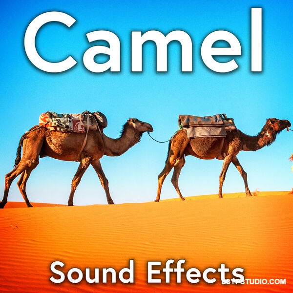 骆驼音效Sound Ideas Camel Sound Effects [FLAC]-乐声音频-资源网