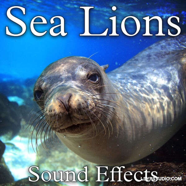 高品质海狮录音Soud Ideas Sea Lions Sound Effects [FLAC]-乐声音频-资源网