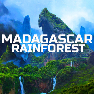 图片[1]-热带雨林的原始音景之中Madagascar Soundscapes Madagascar Rainforest [FLAC]-乐声音频-资源网