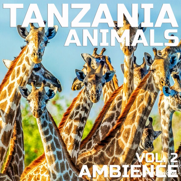 坦桑尼亚动物氛围Cloud Nine Records Tanzania Animals Ambience Vol.2 [FLAC]-乐声音频-资源网