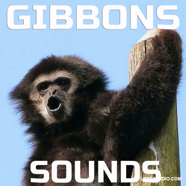 长臂猿之声Cloud Nine Records Gibbons Sounds [FLAC]-乐声音频-资源网