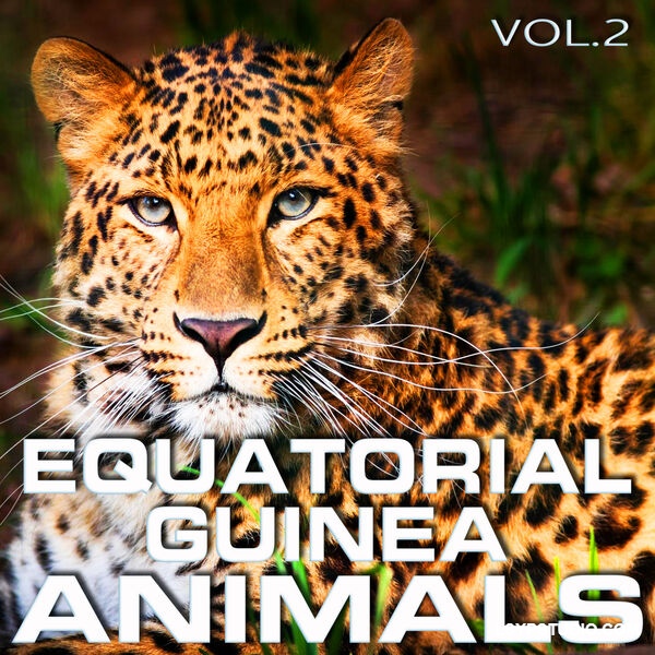 赤道几内亚动物，第二辑Cloud Nine Records Equatorial Guinea Animals Vol.2 [FLAC]-乐声音频-资源网