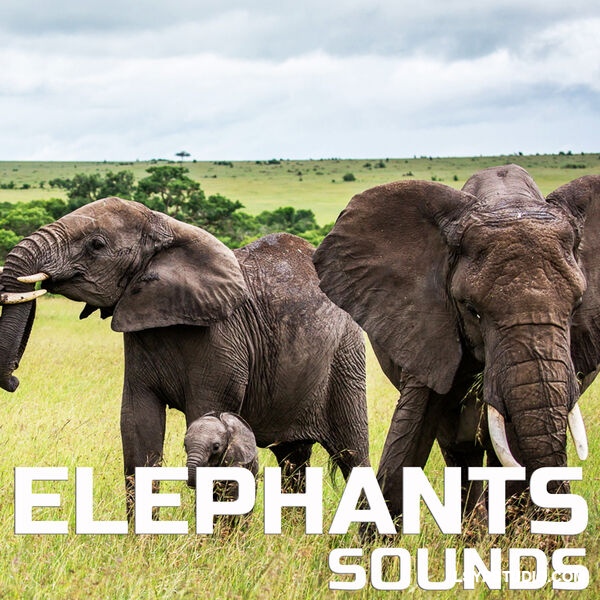 大象之声Cloud Nine Records Elephants Sounds [FLAC]-乐声音频-资源网
