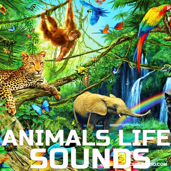 沉浸于自然界充满活力又宁静祥和的韵律之中Cloud Nine Records Animals Life Sounds [FLAC]-乐声音频-资源网