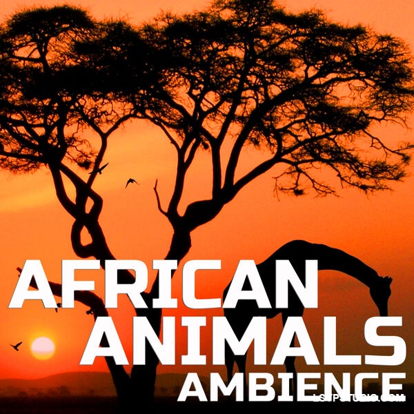 动物星球音景Animal Planet Soundscapes African Animals Ambience [FLAC]-乐声音频-资源网