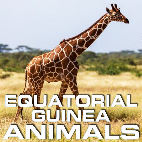 赤道几内亚动物Cloud Nine Records Equatorial Guinea Animals [FLAC]-乐声音频-资源网