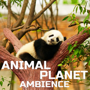 图片[1]-沉浸式动物音效Cloud Nine Records Animal Planet Ambience [FLAC]-乐声音频-资源网