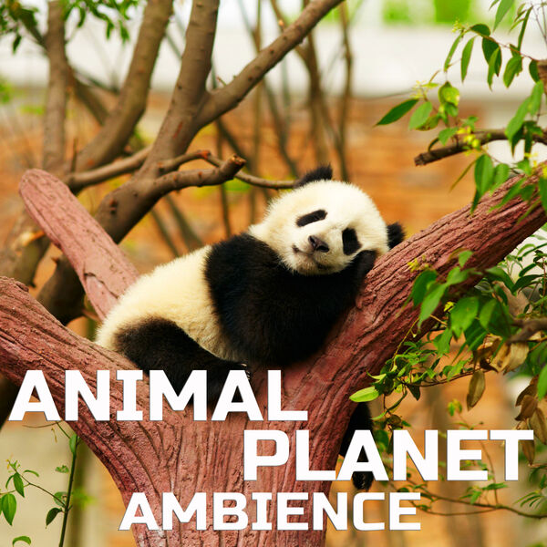 沉浸式动物音效Cloud Nine Records Animal Planet Ambience [FLAC]-乐声音频-资源网